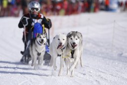 Lenk 2013